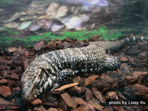 Der Bejing Zoo